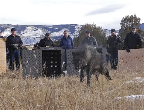 afterpack|Colorado Wolf Pack To Be Relocated After Spate of Attacks.